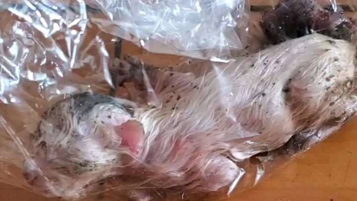 Tidak menyangka kali pertama saya mengangkat kucing justru dari tumpukan sampah…