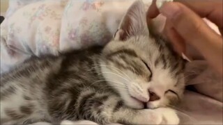 لماذا يظل الهرير الصغير الذي اشتريته للتو يصدر أصواتًا؟