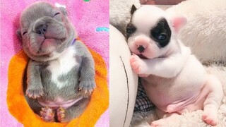 Baby Dogs - Cute and Funny Dog Videos Compilation (2019)