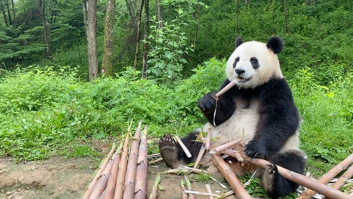 太多谁来帮我吃