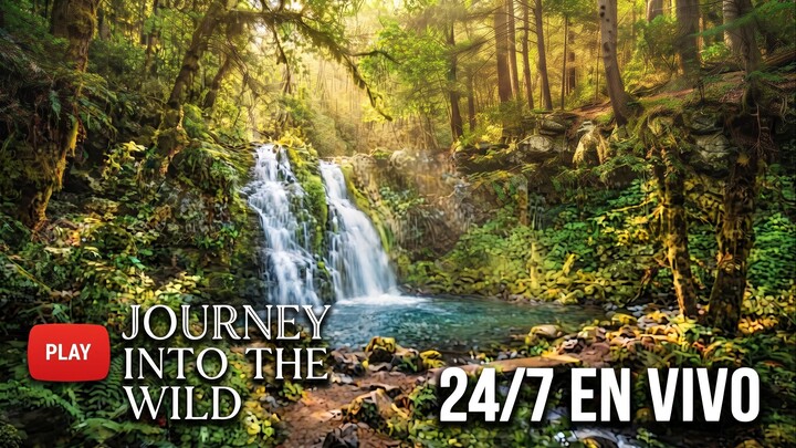 Forest Calm Instrumental Melodies Vol. 1 o Relaxing Nature Instrumental Cover.