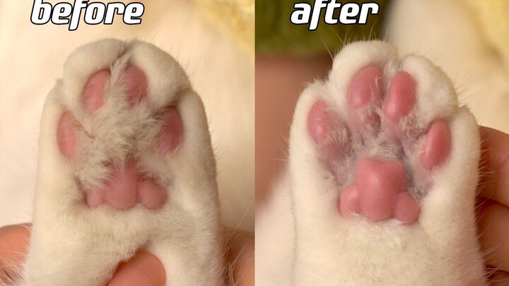 猫咪足部spa，舒服到升天了！超解压～