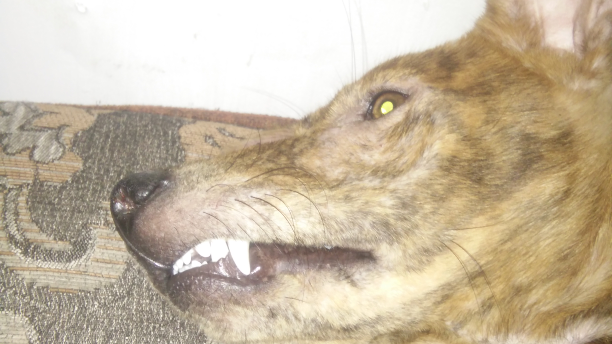 Colgate everyday hahahahahaha
