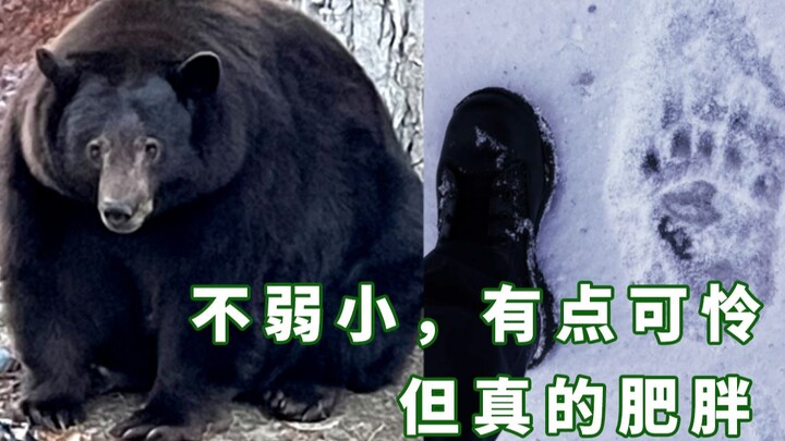 The super fat bear wanted by the police broke into 40 houses just to eat ice cream