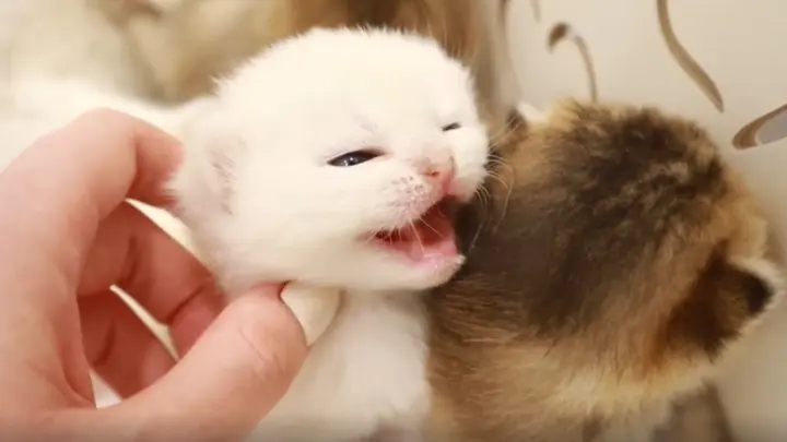 [Animal] Cute Baby Kittens Whose Eyes Have Just Opened