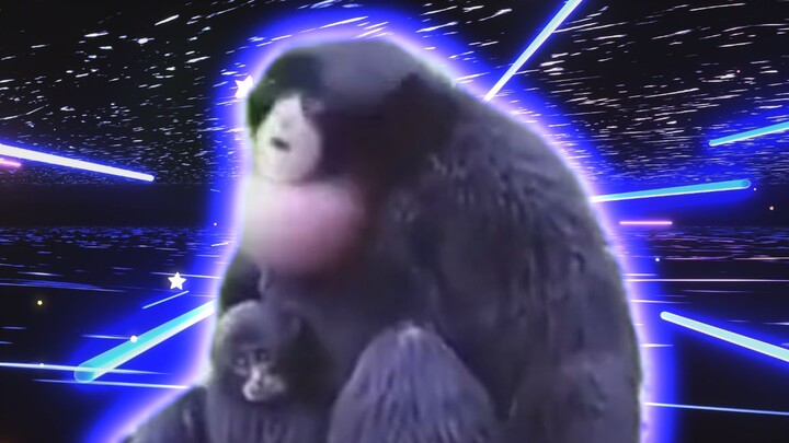 Elektronik, Dua Monyet Berduri~