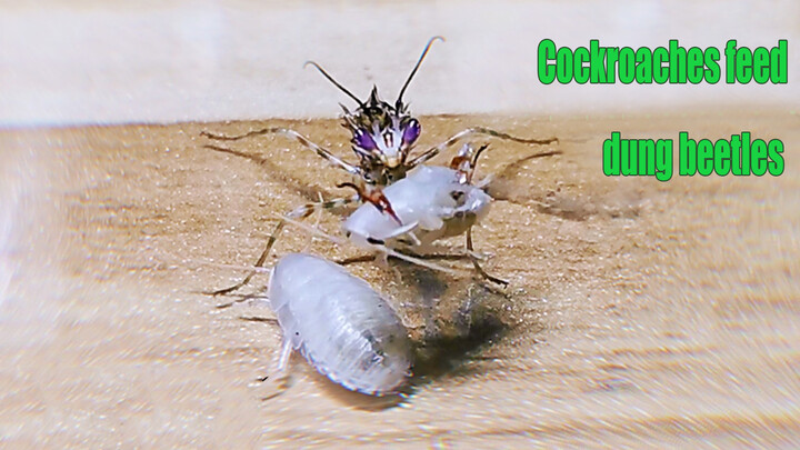 Throw White And Tender Baby Cockroach To Praying Mantis. Instant KO!