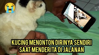 Momen Sedih Saat Kucing Lumpuh Menoton Dirinya Sendiri Saat Masih Terluka Jalanan..!