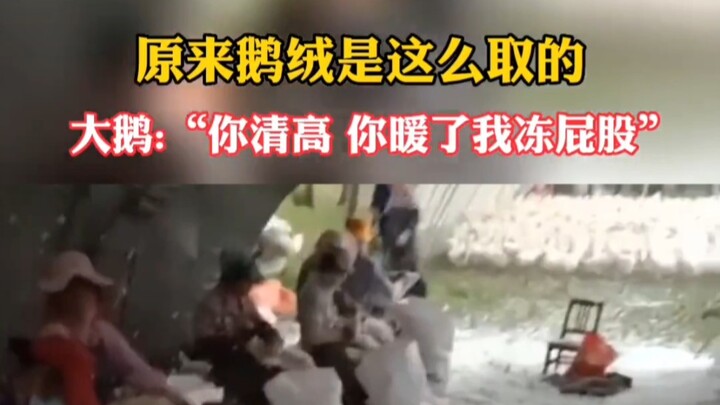 So this is how goose down is harvested. The goose says: “Have you ever thought about how I feel? It 