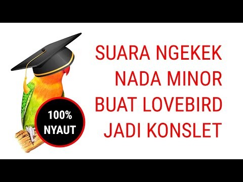Pancingan suara lovebird ngekek minor masteran lovebird balibu jadi konslet seperti kusumo dan roro