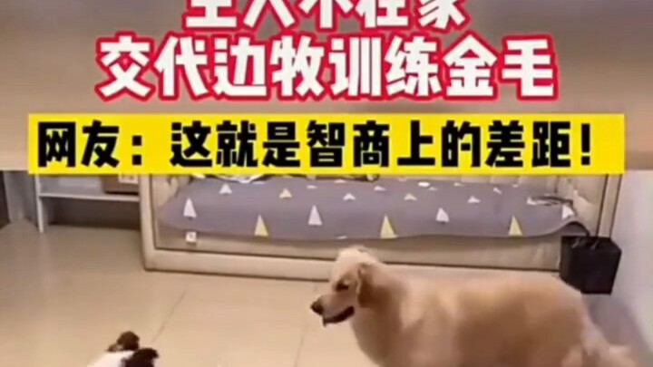 Tuannya tidak di rumah, border collie menggantikan tugas melatih golden retriever. #bordercollie #an