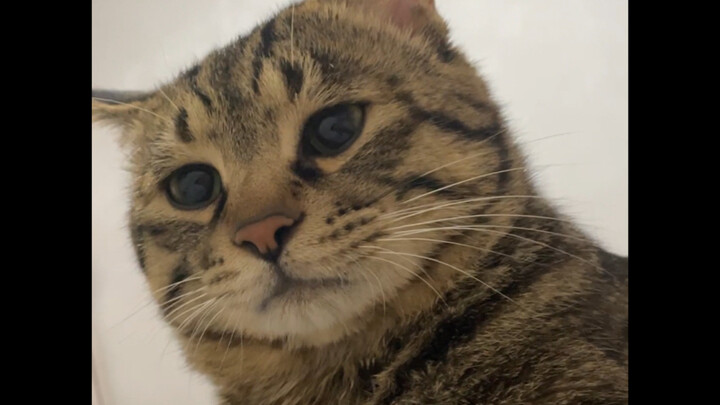 I stepped on the blanket where the kitten was kneading—now it’s sulking and not talking; Mom has to 