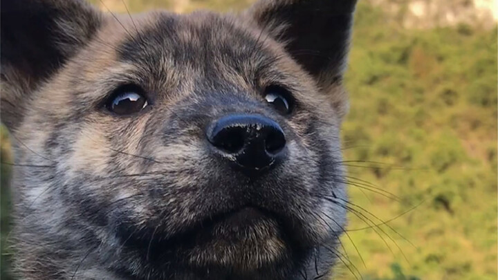 Chó cỏ Trung Hoa – chó vằn hổ: giống chó bản địa quý hiếm của Trung Quốc. Tập tính: thông minh, trun