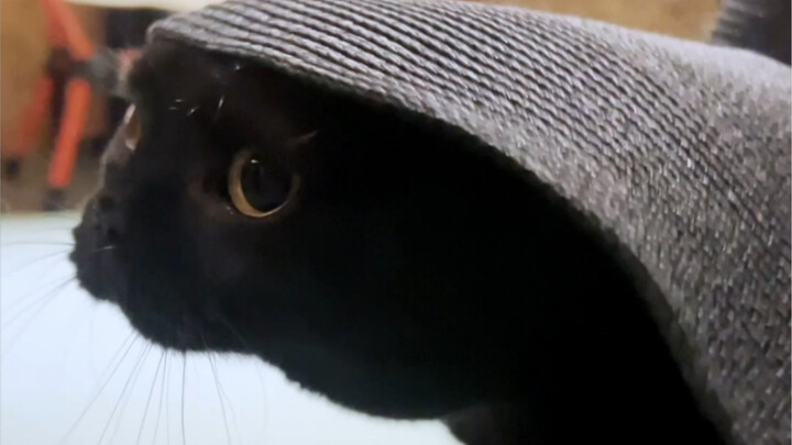 Kucing hitam kecil sekali lagi berhasil menyelamatkan diri berkat kecerdikannya...