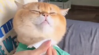 听懂人话的可爱猫咪