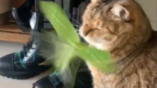 Cat: Oh my gosh, you scared me half to death!