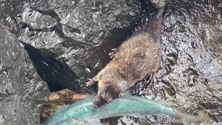 เพิ่งเคยเห็นหนูมาอยู่ริมทะเลครั้งแรกเลย!