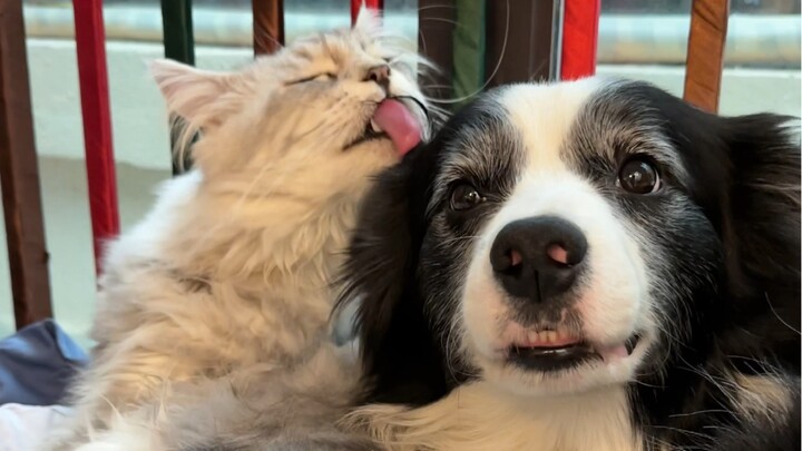 The Little Kitten’s Journey to a Comeback in Family Relationships