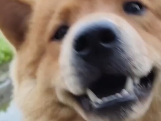 Anjing kuning besar: Pekerjaan ini semakin lama semakin sulit dilakukan