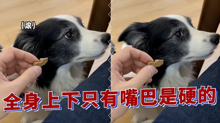 สุนัขพันธุ์บอร์เดอร์ คอลลี่ กินยากจะทำยังไงดี? จะทำยังไงได้ ก็ต้องกินให้มันแทนสิ