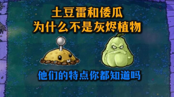 ความรู้พื้นฐานเกี่ยวกับคุณสมบัติของมันฝรั่งเล่ยและฟักทองญี่ปุ่น: ทำไมพวกมันถึงไม่ถูกจัดเป็นพืชขี้เถ้