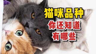 猫咪品种大全，你还知道哪些？