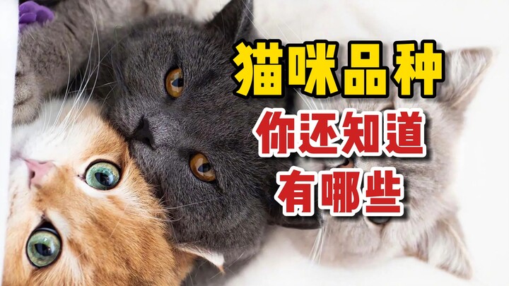 猫咪品种大全，你还知道哪些？