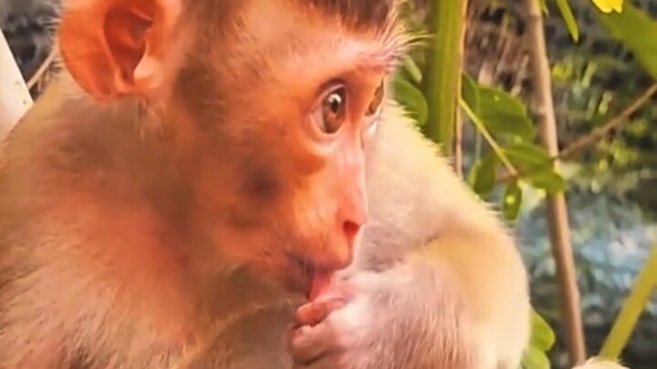 Hầu Bảo ngứa quá!