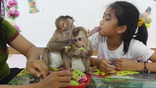 Baby Monkey | So Lovely Family Monkey Maki Happy Eating Cakes Together