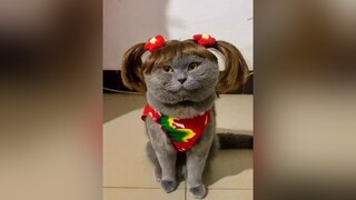 Nhớ em không?mèo meomeo meow fyp xuhuong