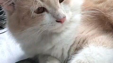 kucing bangun tidur