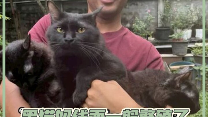 I seriously doubt there’s a real sea urchin among these three #kittens #blackcat #pets