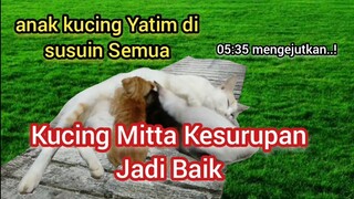 Kucing Ini Baik Banget Menyusui Anak-Anak Kucing Yatim YangTerlantar Membantu Agar Tetap Hidup..!