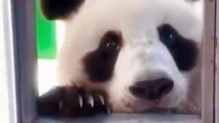 大熊猫：抠门