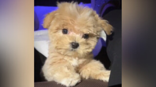 What kind of sloppy toy dog repair is Malte? !