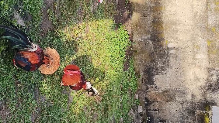 9days of conditioning 1st spar 21 days condition  5kpecomb vs boston sc