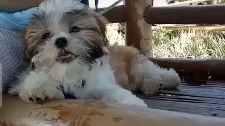 Super cute puppy shih tzu