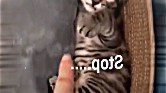Very cute cat