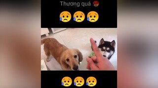 😥😥😥 hoiyeucho yeuchomeo thucung doglover xuhuong