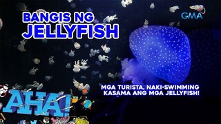 Lumangoy kasama ang mga dikya, G? | AHA!