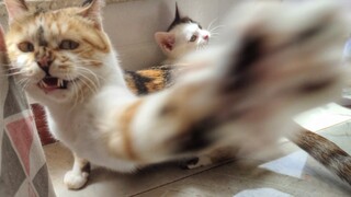 [Hewan]Mensterilkan Kucing Betina Tergalak di Bilibili