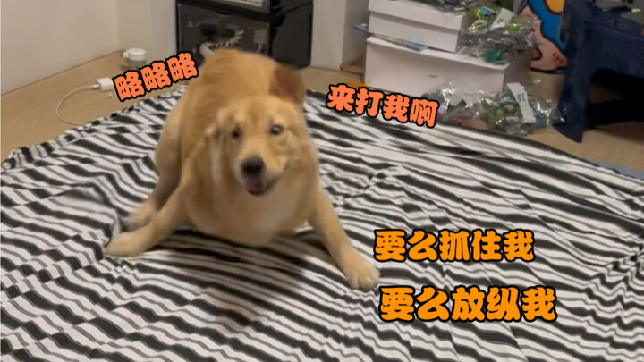 อายุกว่า 20 ปีแล้ว แต่สู้กับหมาตัวเดียวไม่ได้ จนโมโหจนร้องไห้