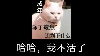 【猫meme】大数据给我十个粉丝吧，我下次吃饭一定点粉丝呜，球球了