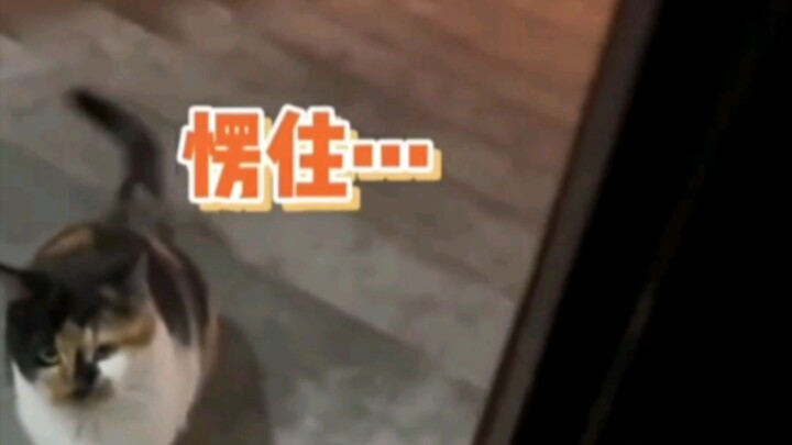 قطّ الشارع الذي تعتني به الأخت الصغيرة تجرّأ ودقّ باب منزلها، ليكتشف أنها بالفعل تمتلك قطة!