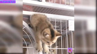 Cười sảng với mấy cái con này #animal