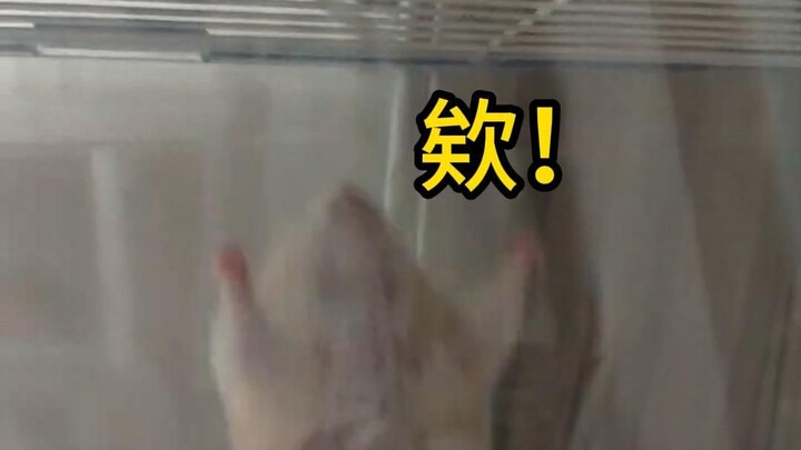 【Chuột gấu vàng】Sức mạnh của chuột? Sức mạnh của gấu!