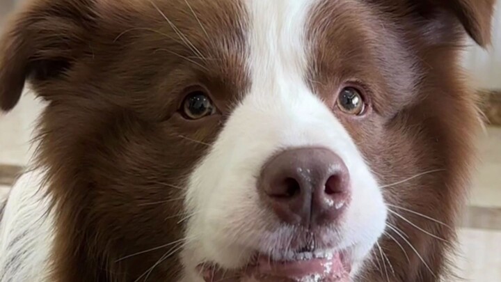 Puppy: Is there a kind soul who could help me clean up after him...?