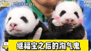 Fu Bao's twin sister shows a different personality~