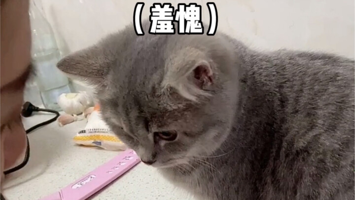 You can’t even kill a fish—what kind of kitten are you!!!