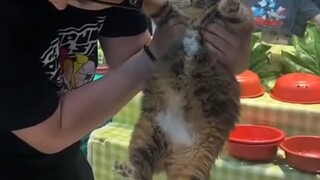 小猫店长真的好可爱啊！